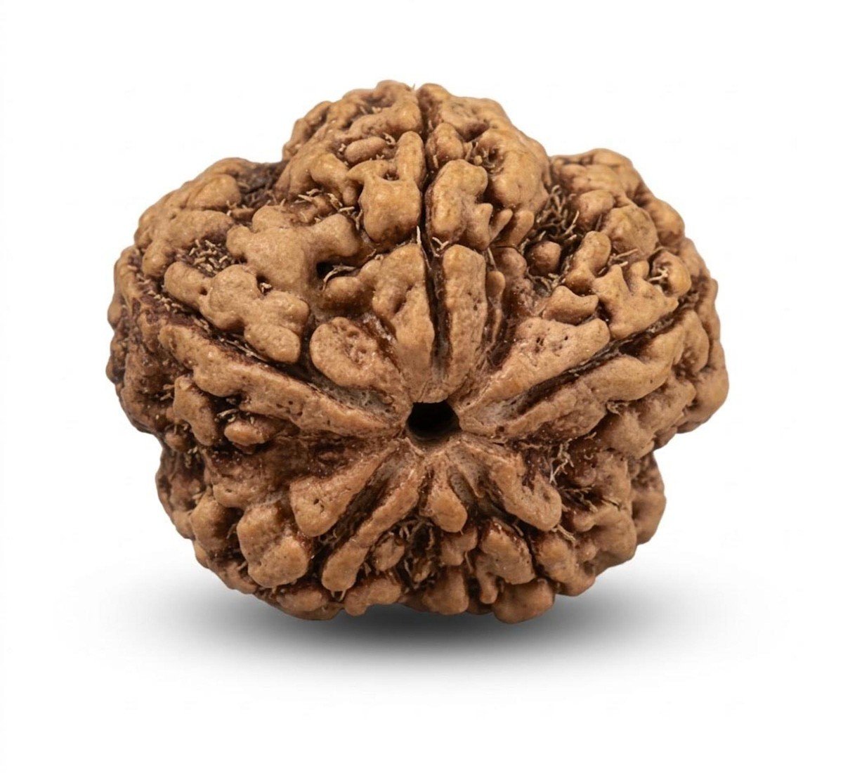 Natural 4 Mukhi Rudraksha (Nepali) - (AJ-11059)