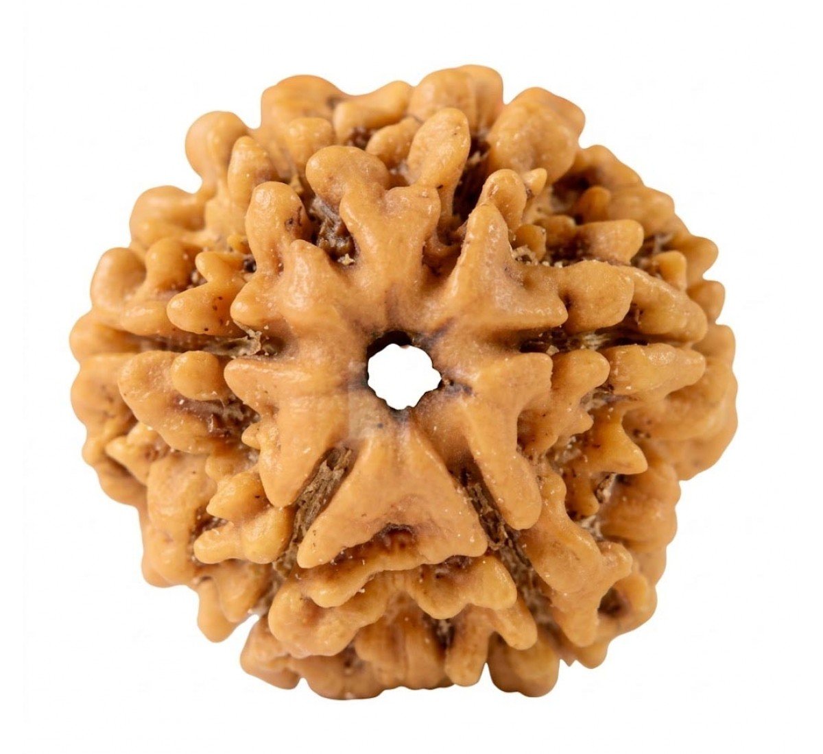 Natural 5 Mukhi Rudraksha (Nepali) - (AJ-11060)