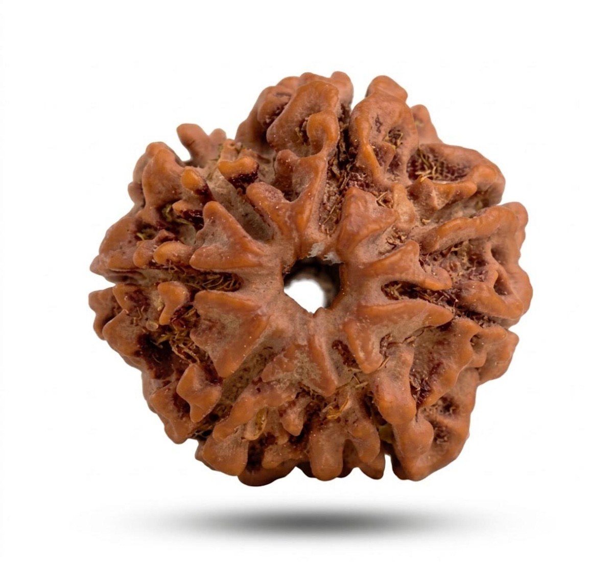 Natural 6 Mukhi Rudraksha (Nepali) - (AJ-11061)