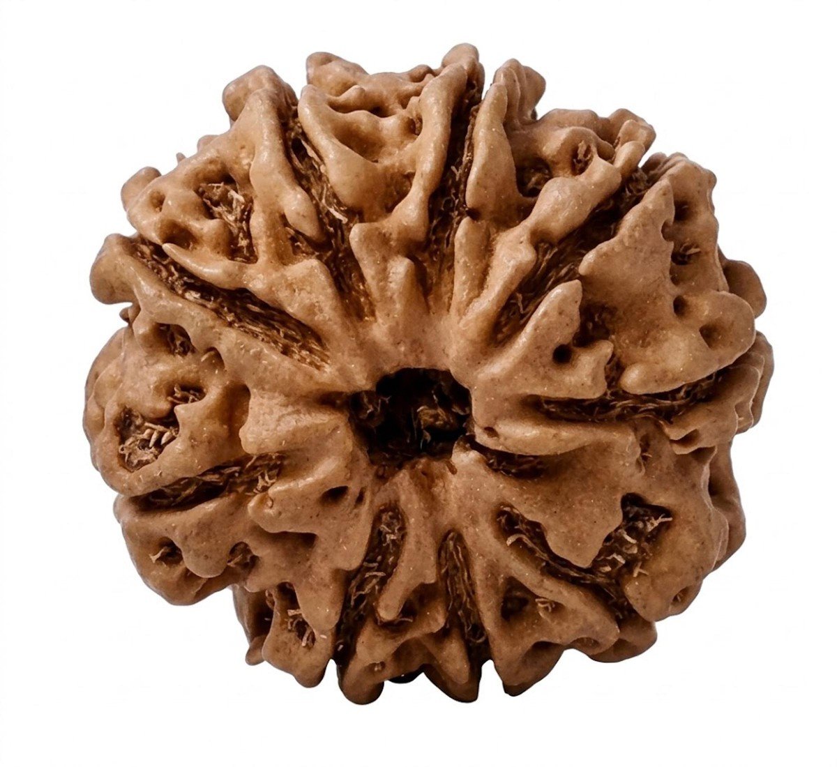 NaturaL 8 Mukhi Rudraksha (Nepali) - (AJ-11063)